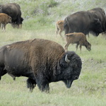 Bisons