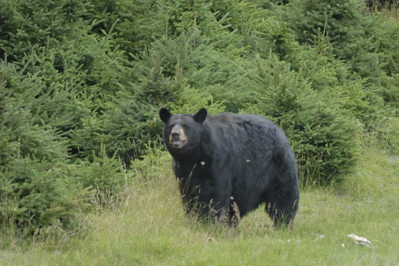 Ours noir du Québec