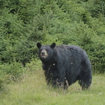 Ours noir du Québec