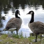 Bernaches au bord de l'eau