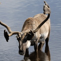 Caribou ou renne d'Amérique