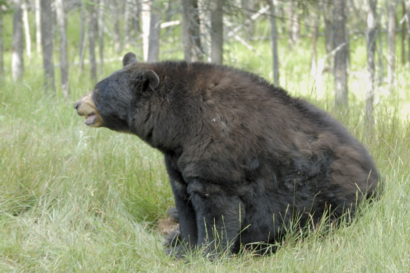 L'ours noir peut peser jusqu'à 275 kgs