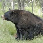 L'ours noir peut peser jusqu'à 275 kgs