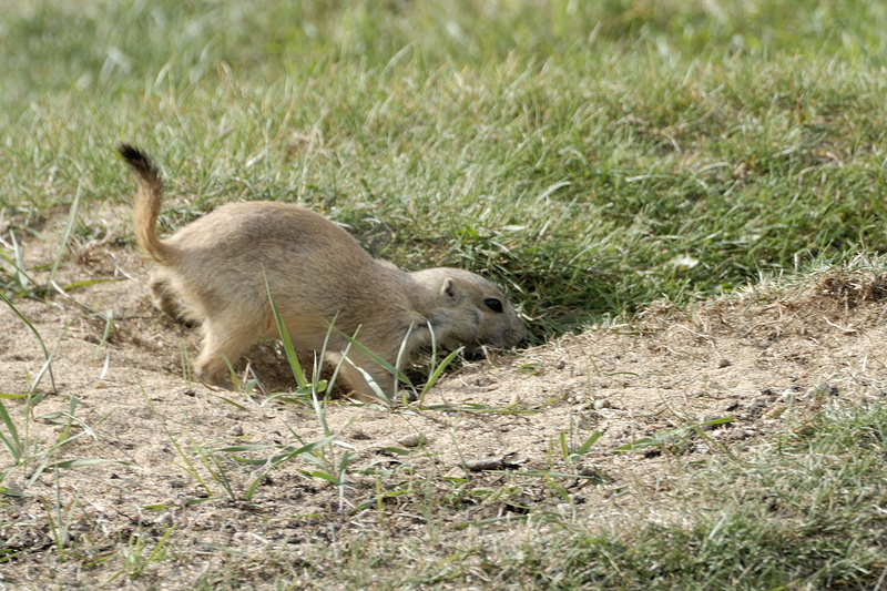 Chien de prairie (un genre de marmotte mais en plus petit)