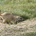 Chien de prairie (un genre de marmotte mais en plus petit)