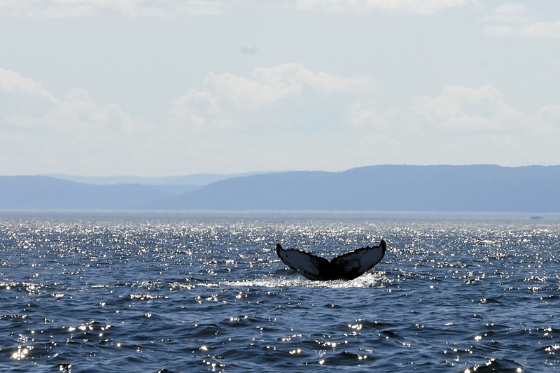 Et très vite, une baleine...
