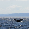 Et très vite, une baleine...