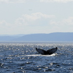 Et très vite, une baleine...