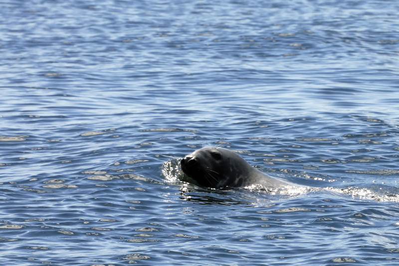 Les phoques du Saint-Laurent sont asssez nombreux