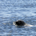 Les phoques du Saint-Laurent sont asssez nombreux