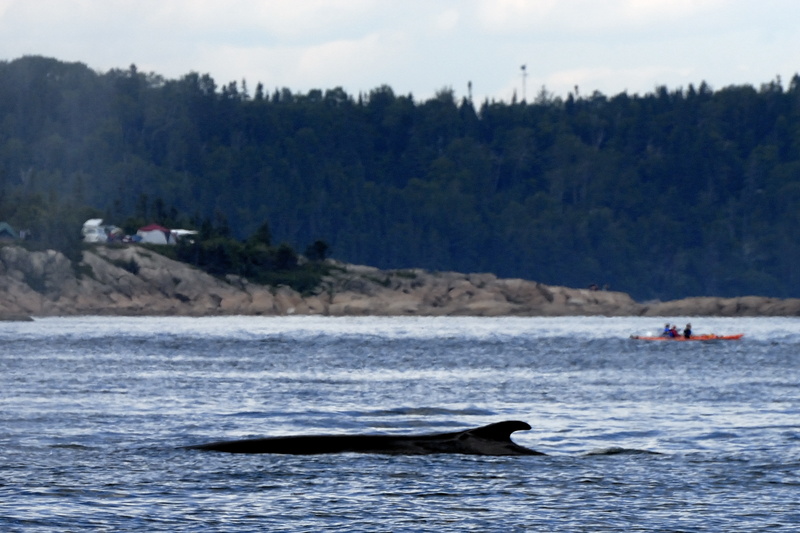 Les fragiles kayaks sont proches des bestioles