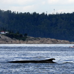 Les fragiles kayaks sont proches des bestioles