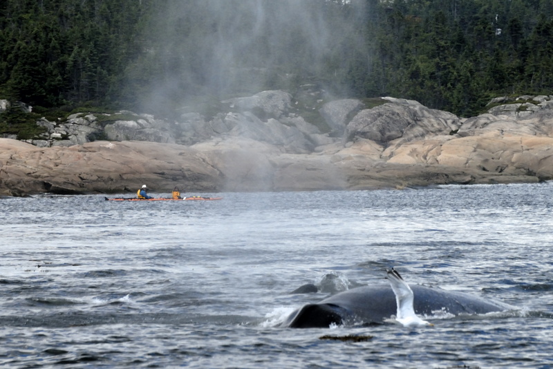 Soudainement nous sommes entourés par un groupe de baleines