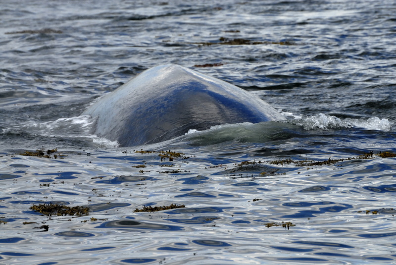 Bigre, cette baleine va passer sous le zodiac