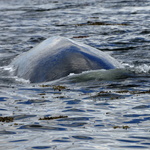 Bigre, cette baleine va passer sous le zodiac