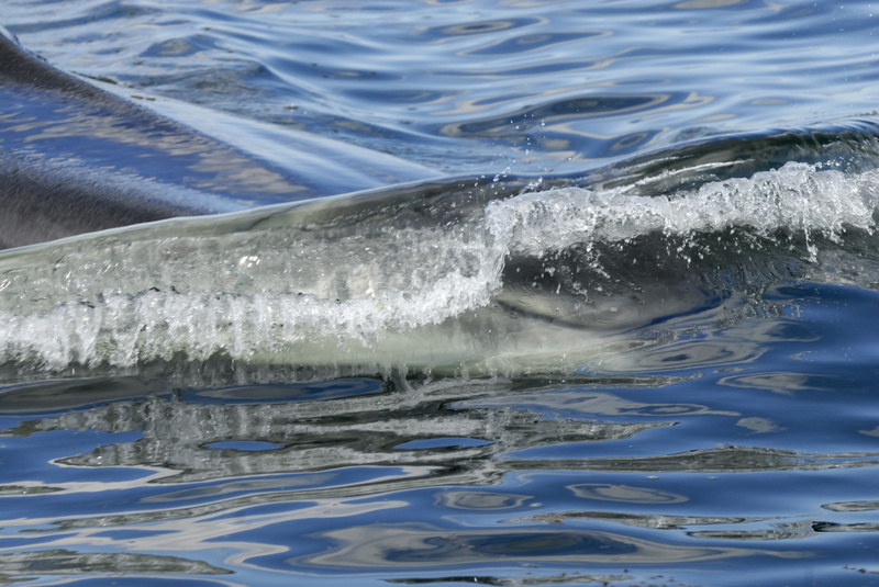 Une baleine à gauche !