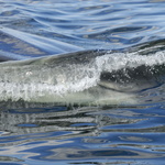 Une baleine à gauche !