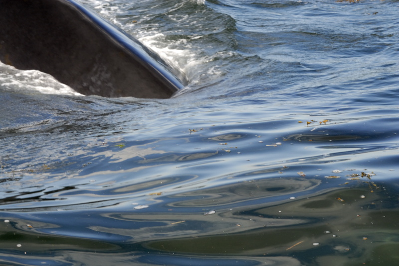 Une baleine à droite !