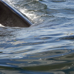 Une baleine à droite !