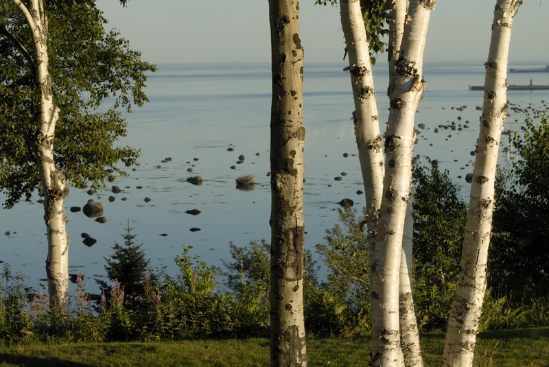 Bouleaux au bord du Saint-Laurent