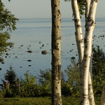 Bouleaux au bord du Saint-Laurent