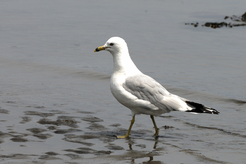 Mouette sérieuse