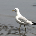 Mouette sérieuse