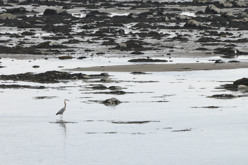 Aigrette dans le sable gris