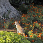 Le chat et l'olivier