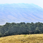 Les Cèdres de Dieu (Arz El-Rabb)