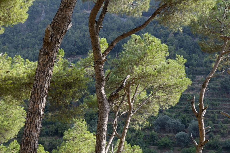 Lumière dans les pins