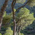 Lumière dans les pins