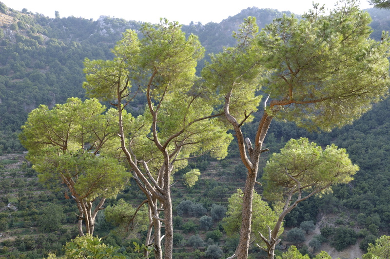 Un dernier regard vers ces pins dans la lumière de la fin d'après-midi