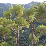 Un dernier regard vers ces pins dans la lumière de la fin d'après-midi