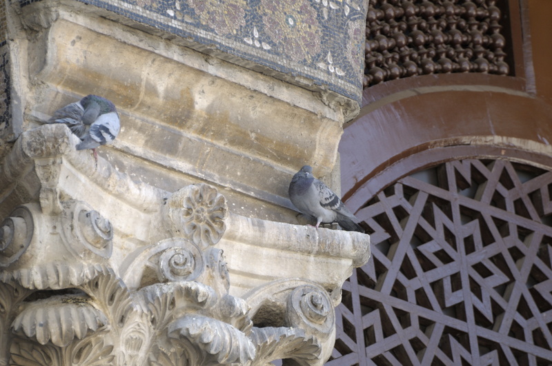 Mosaïques, chapiteau, moucharabié et pigeons