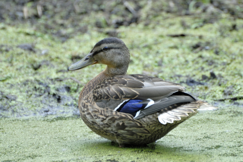 Plume bleue