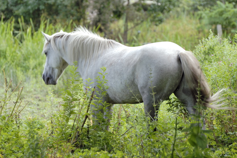 Cheval ... camarguais dans le marais du Guellen