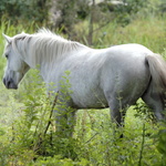 Cheval ... camarguais dans le marais du Guellen