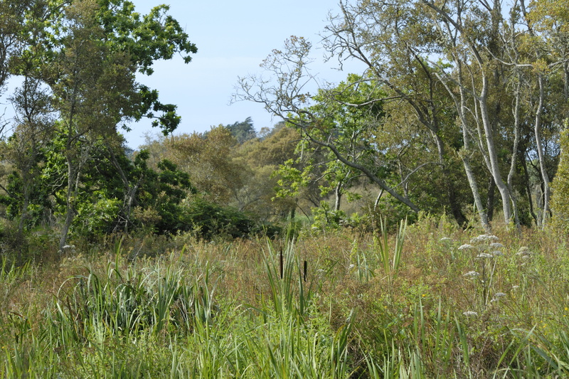 Le marais du Quellen