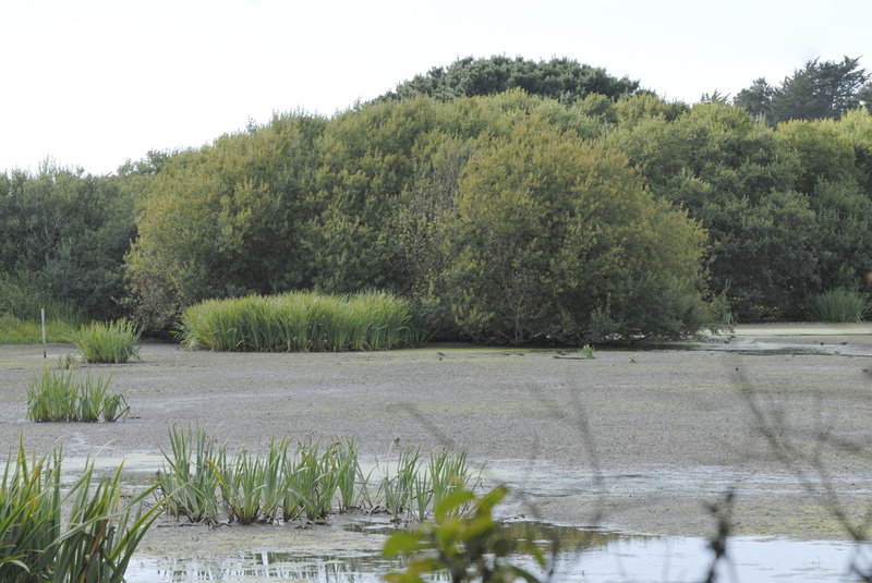 Le marais du Quellen