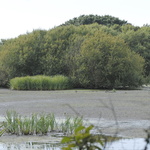 Le marais du Quellen