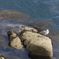 Mouette sur son rocher