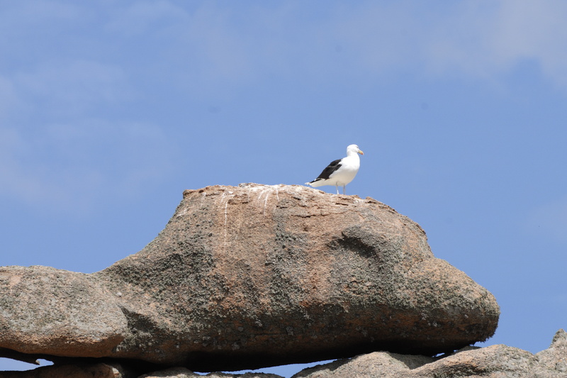 Mouette sur sa roche