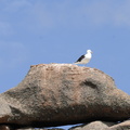 Mouette sur sa roche