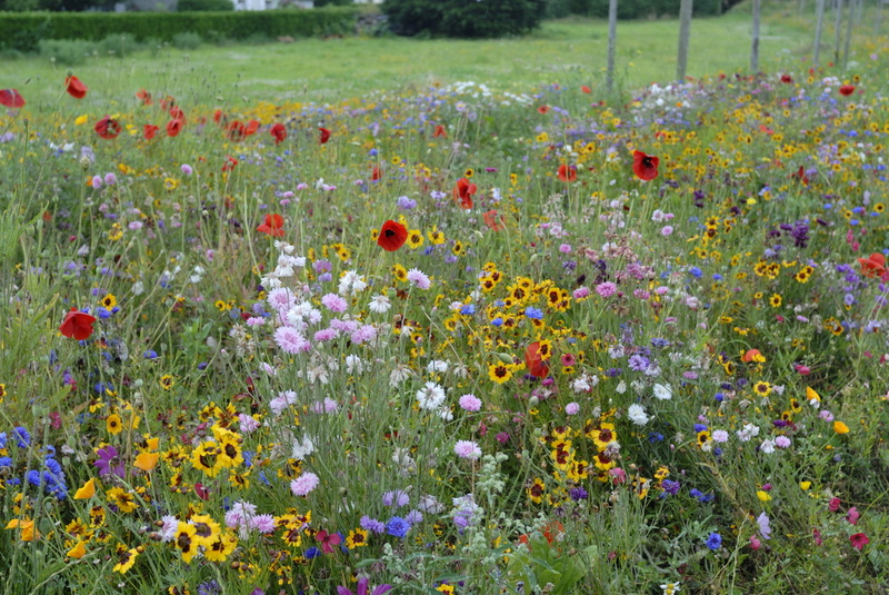 Parterre de fleurs (près d'une bonne crêperie)