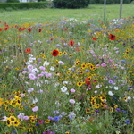 Parterre de fleurs (près d'une bonne crêperie)