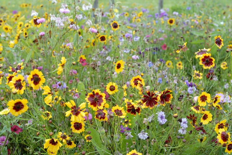 Fleurs pas sauvages