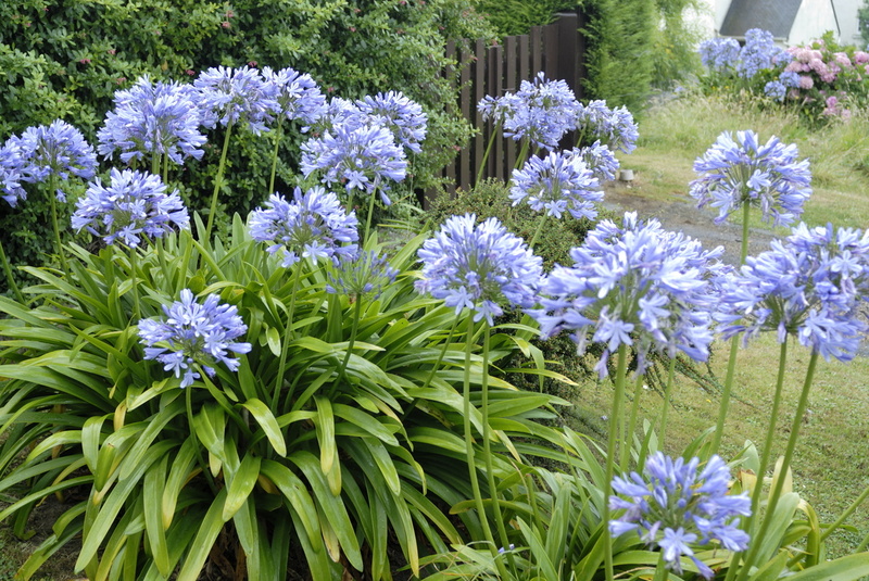 Les agapanthes de Bréhat