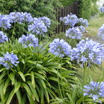 Les agapanthes de Bréhat