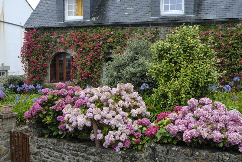 Les hortensias de Bréhat